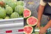 生存还是死亡 