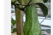 黑料吃瓜网apk普通安装 